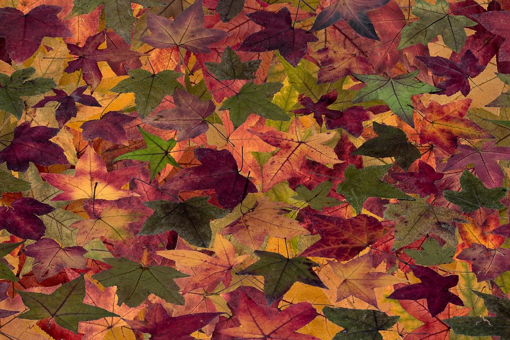 Maple leaf, Autumn seasonal background. Free public domain CC0 photo.