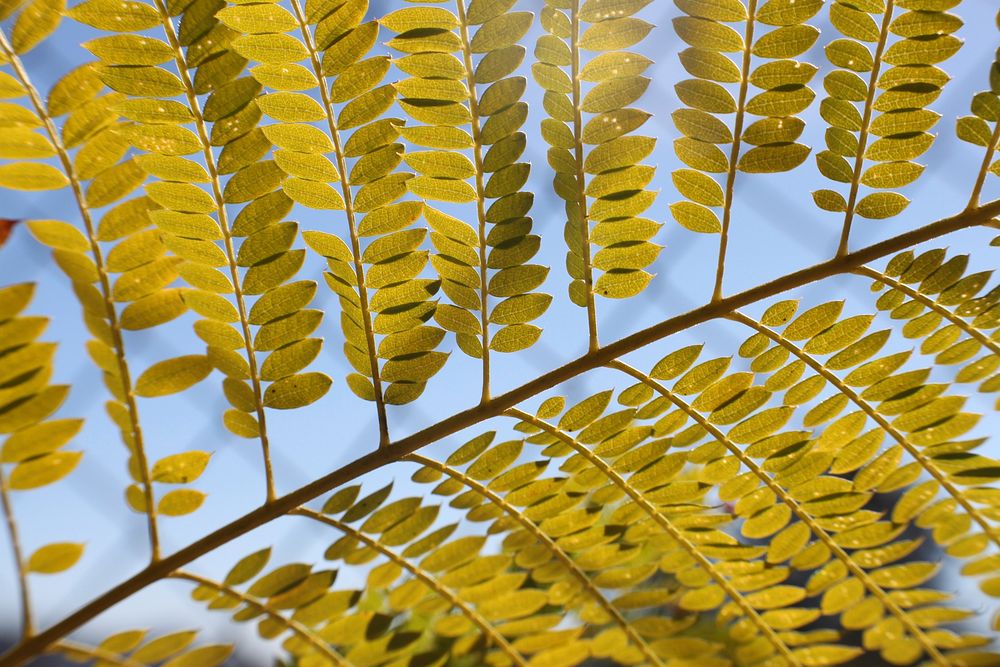 Autumn leaf aesthetic background. Free public domain CC0 photo.