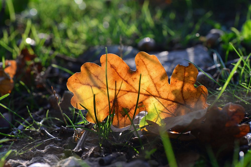 Aesthetic autumn leaf background. Free public domain CC0 image.