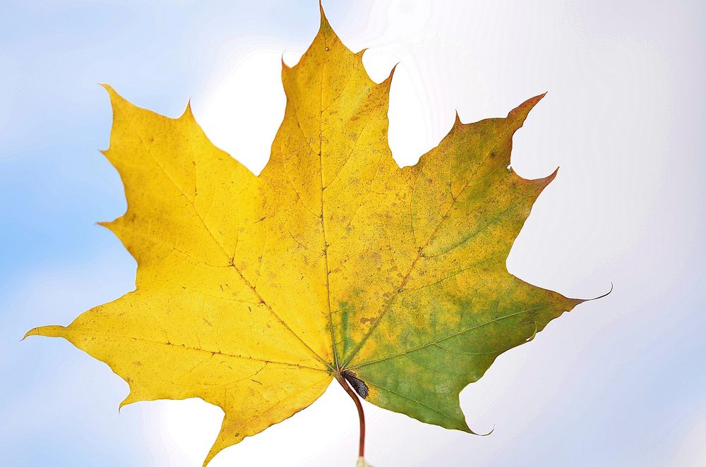 Autumn maple leaf. Free public domain CC0 image.