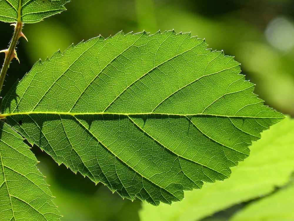 Green leaves. Free public domain CC0 image.