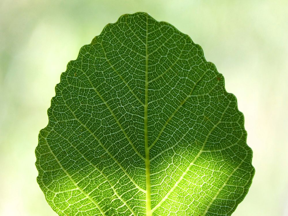 Leaf texture, nature background. Free public domain CC0 photo.