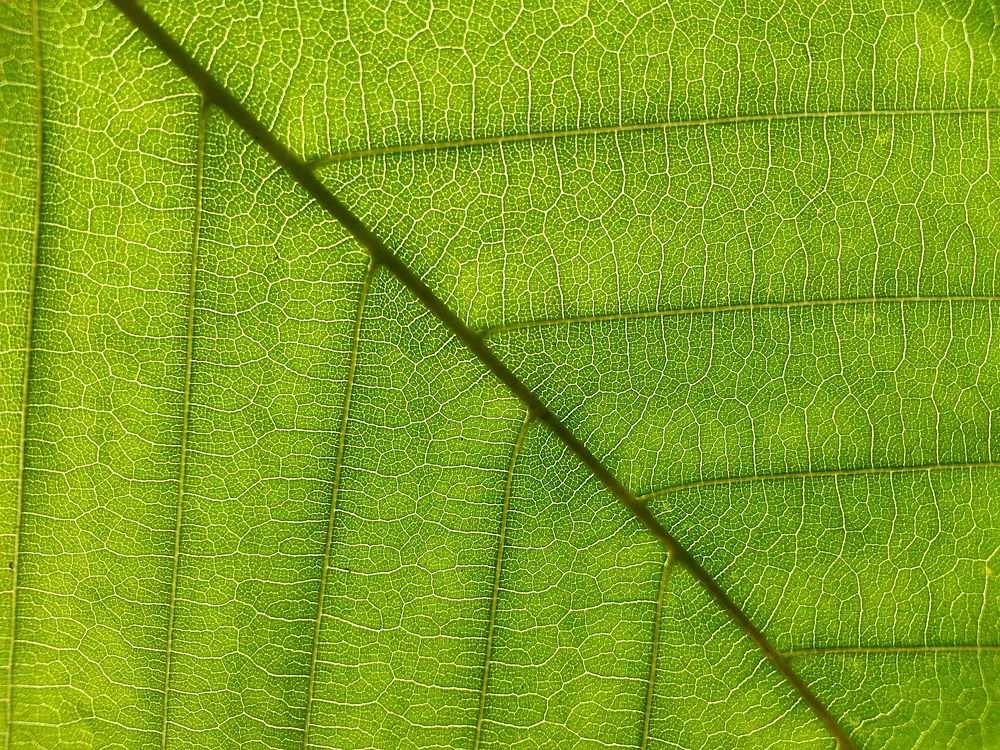 Leaf texture, nature background. Free public domain CC0 photo.