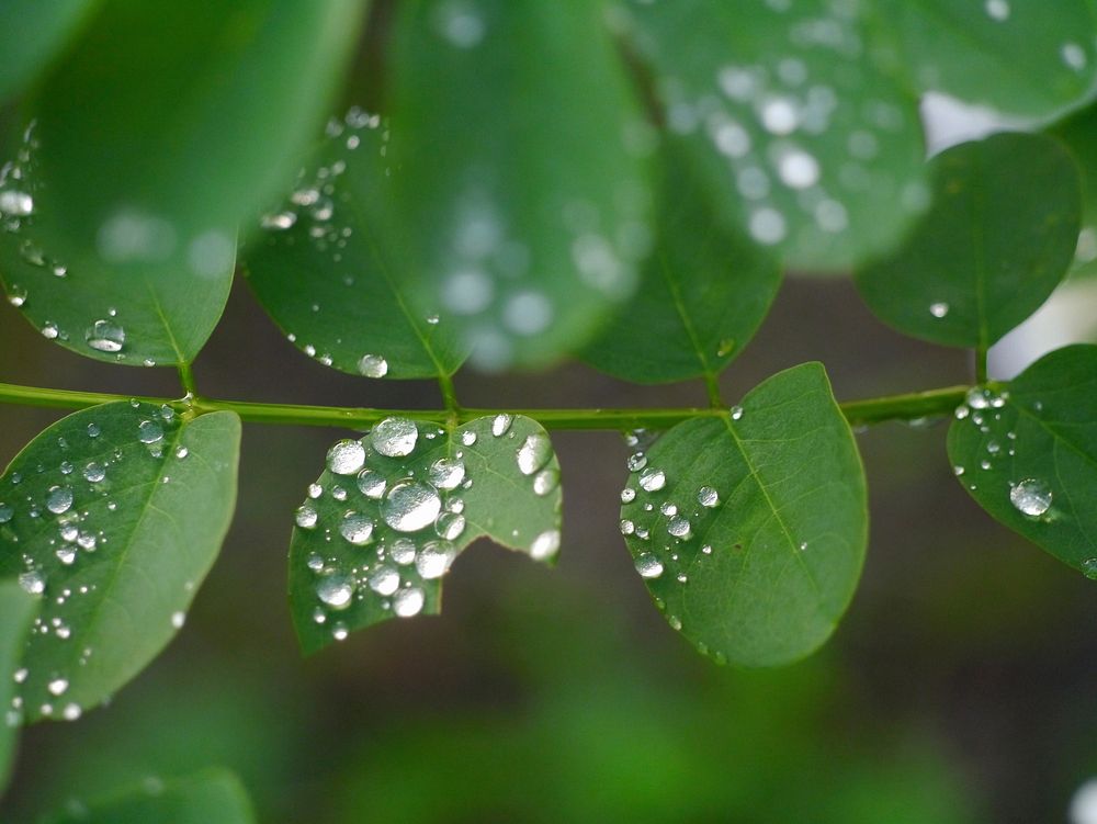 Green leaves, background photo. Free public domain CC0 image.