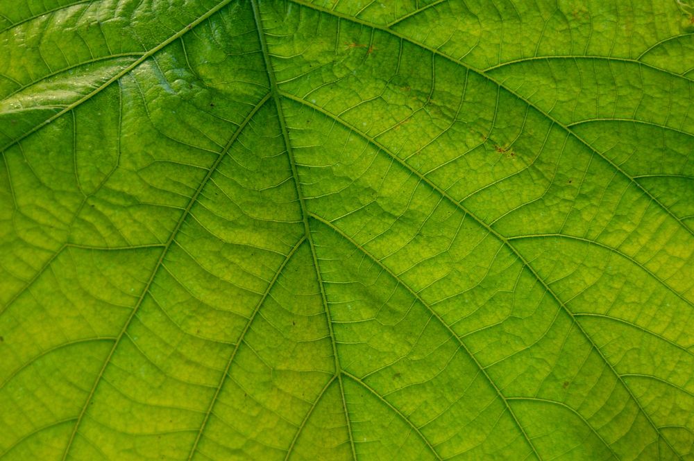 Botanical leaves, nature. Free public domain CC0 photo