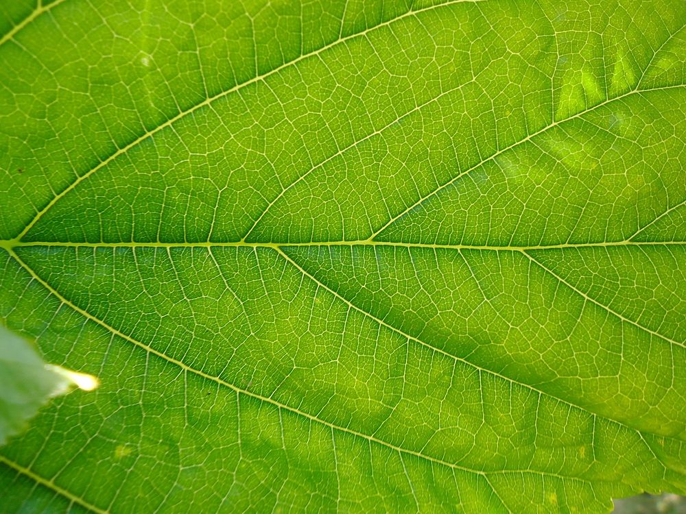 Botanical leaves, nature. Free public domain CC0 photo