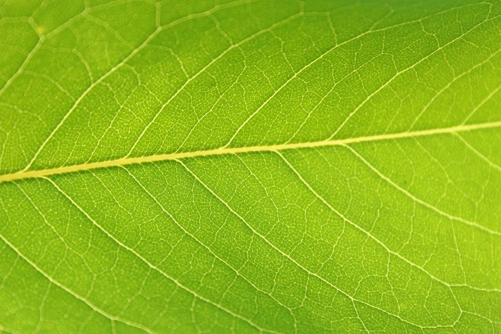 Botanical leaves, nature. Free public domain CC0 photo