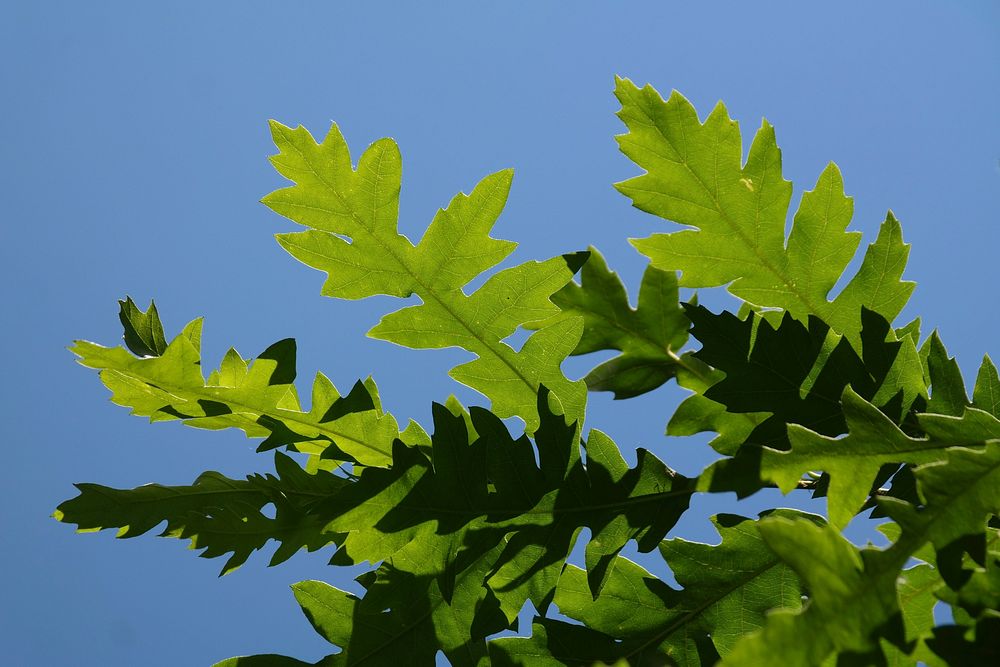 Aesthetic leaf, nature background. Free public domain CC0 photo.