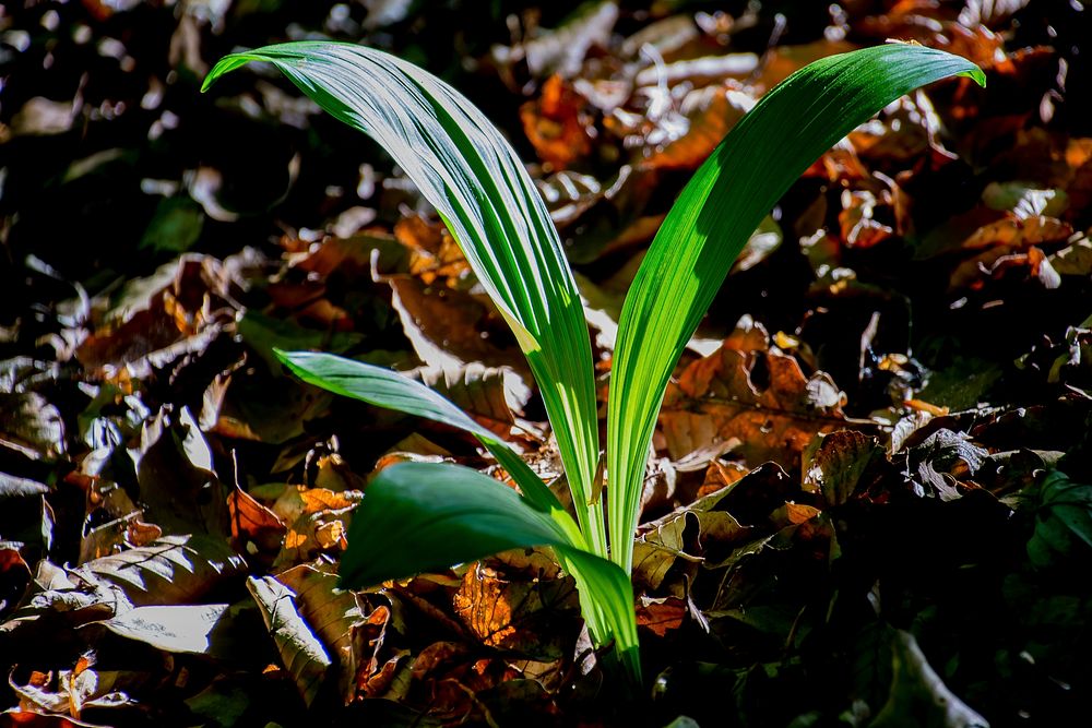 Growing leaf. Free public domain CC0 image.