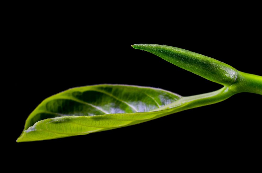 Green leaves. Free public domain CC0 image.