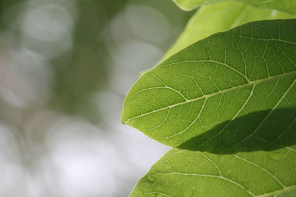 Closeup of leaf. Free public domain CC0 photo.