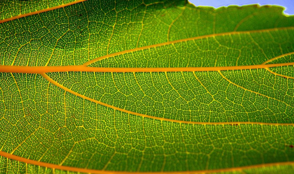 Green leaf texture background. Free public domain CC0 photo.