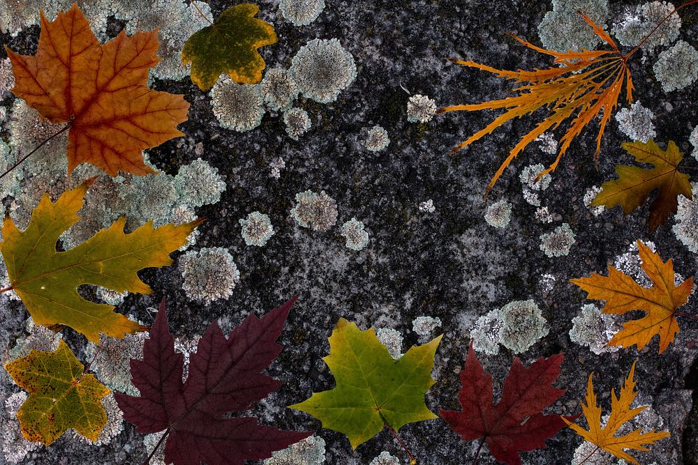 Maple leaf, Autumn seasonal background. Free public domain CC0 photo.