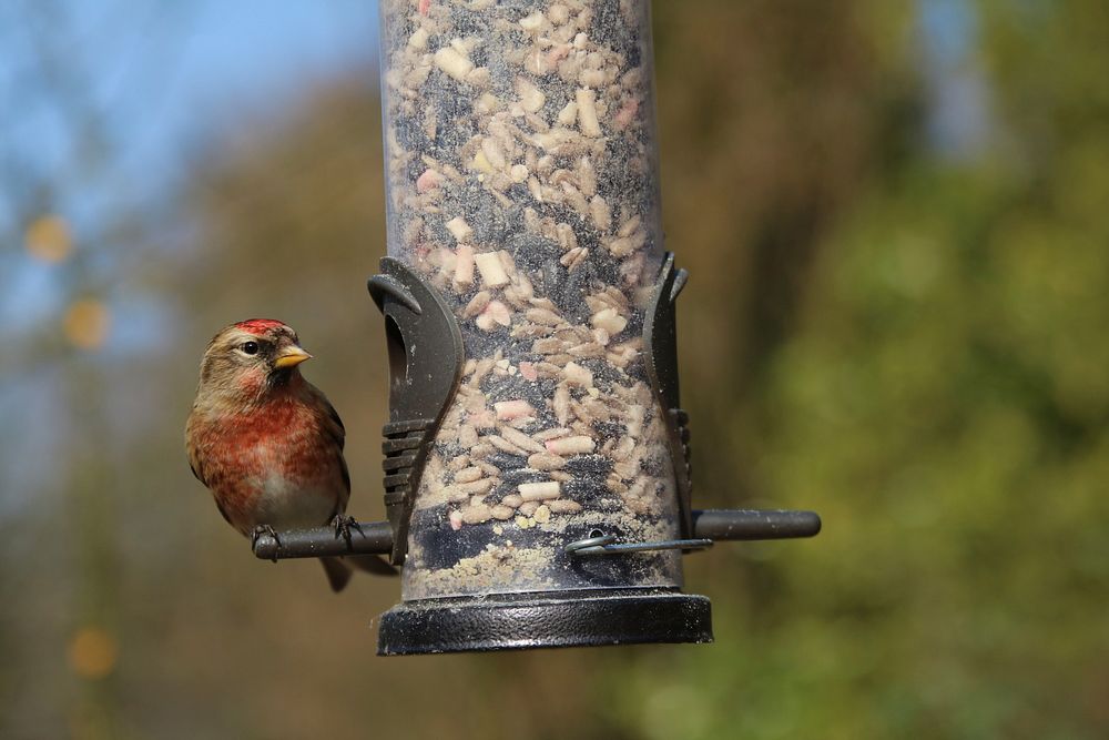 Bir eating from feeder, animal photography. Free public domain CC0 image.