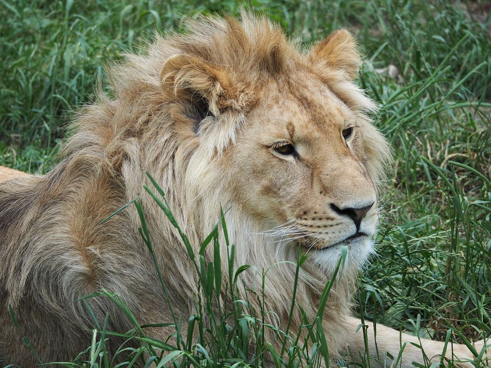 Lion in the wild. Free public domain CC0 image.