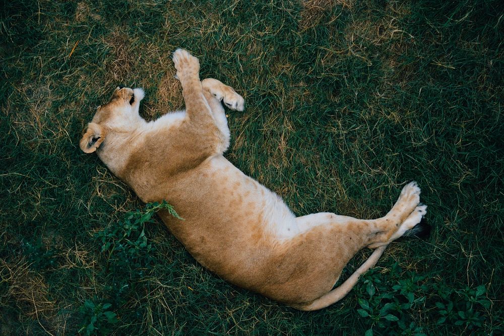 Lion lying in the wild. Free public domain CC0 image.