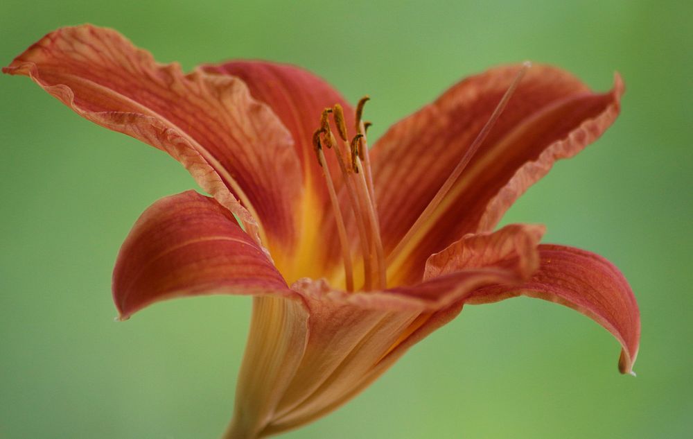 Orange lily background. Free public domain CC0 image.