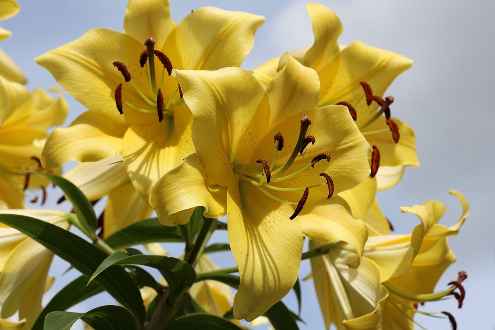 Yellow lily background. Free public domain CC0 image.