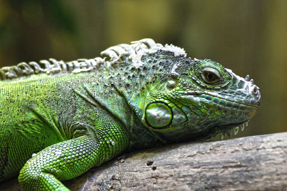 Iguana lizard. Free public domain CC0 image.