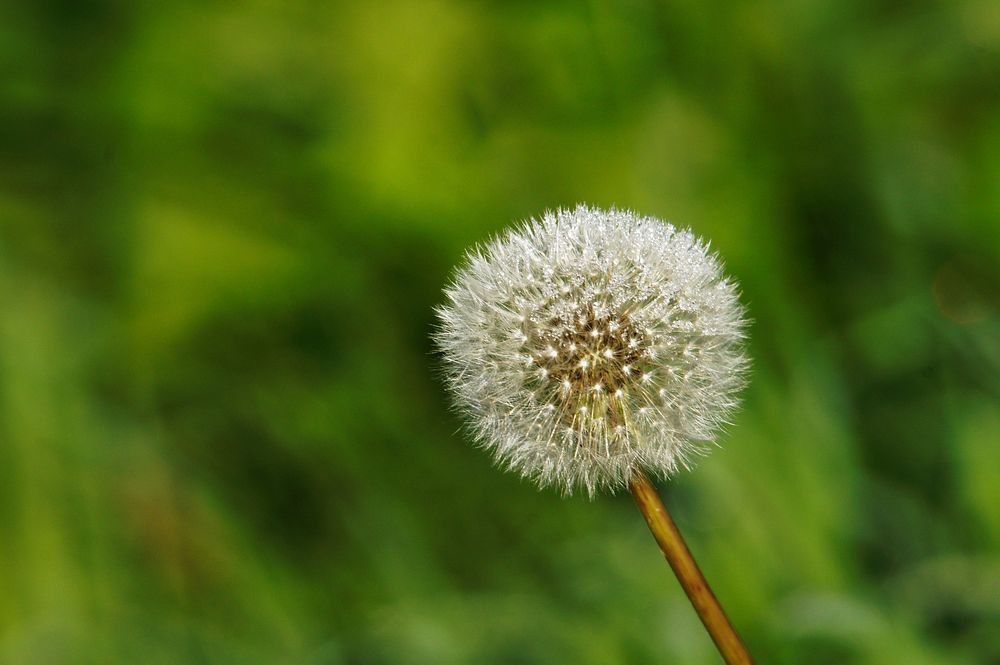 Dandelion background. Free public domain CC0 photo.