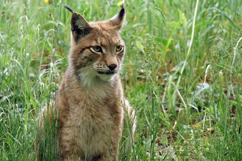 Lynx, wild cat background. Free public domain CC0 photo.