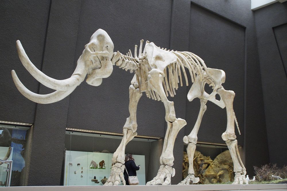 Mammoth skeleton at museum. Free public domain CC0 photo.