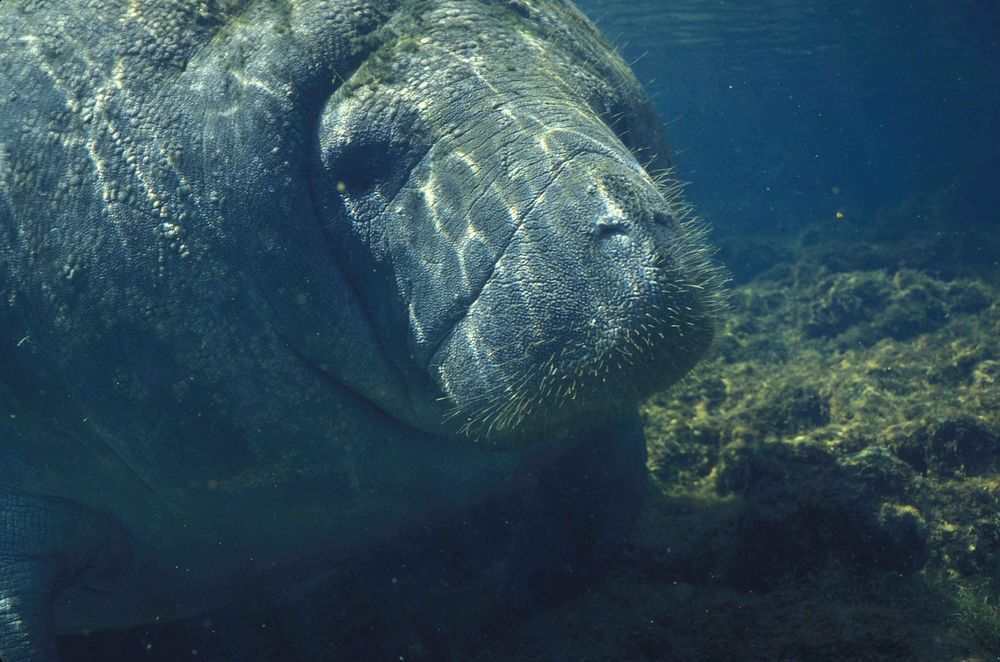 Dugong swimming alone close up. Free public domain CC0 photo.