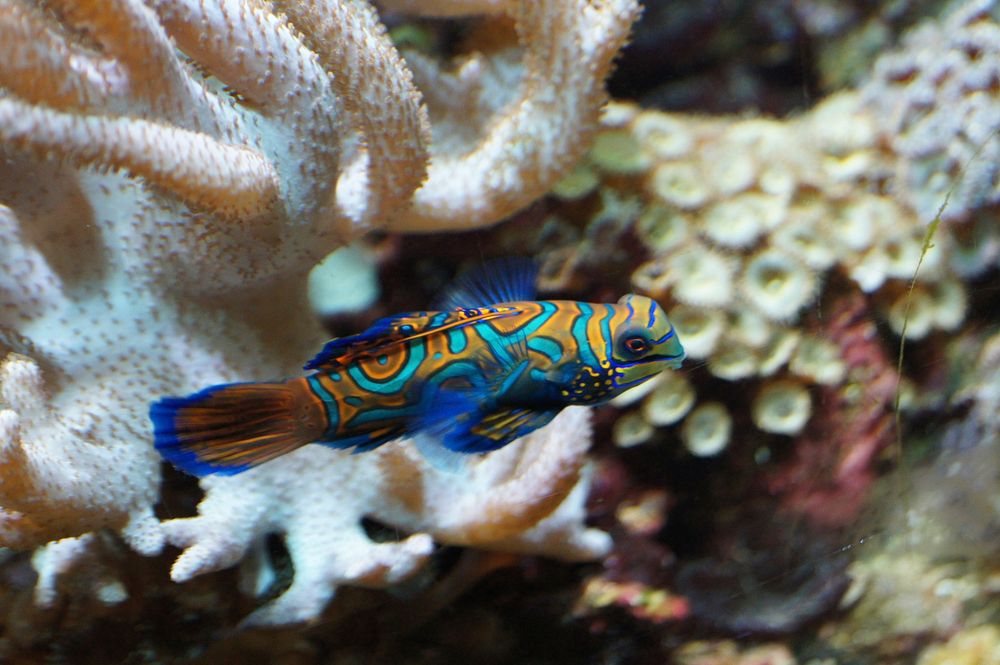 Beautiful mandarinfish close up. Free public domain CC0 photo.