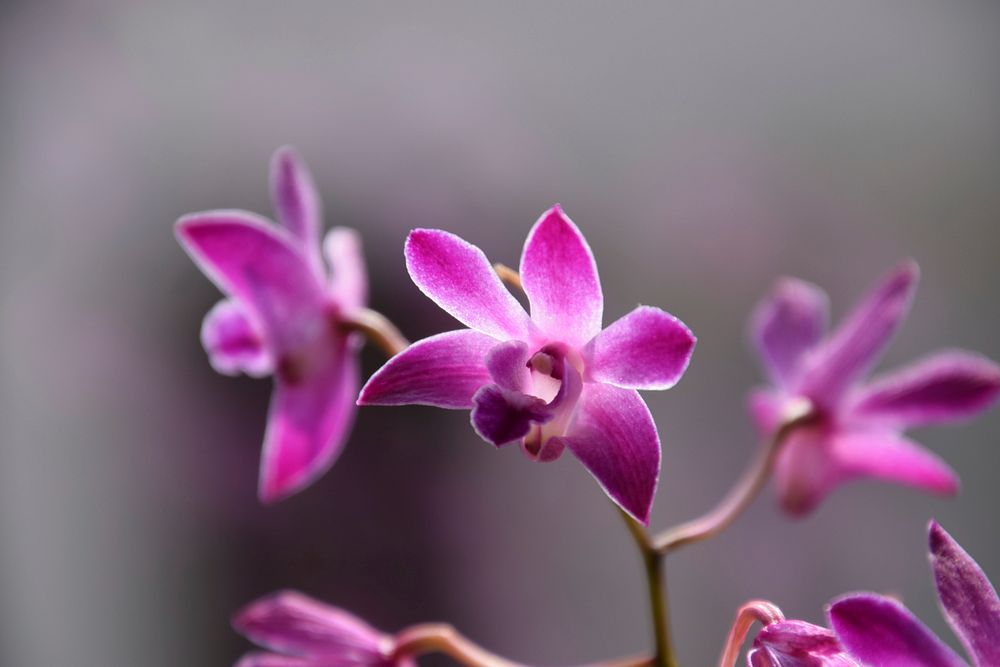 Pink orchid background. Free public domain CC0 photo.