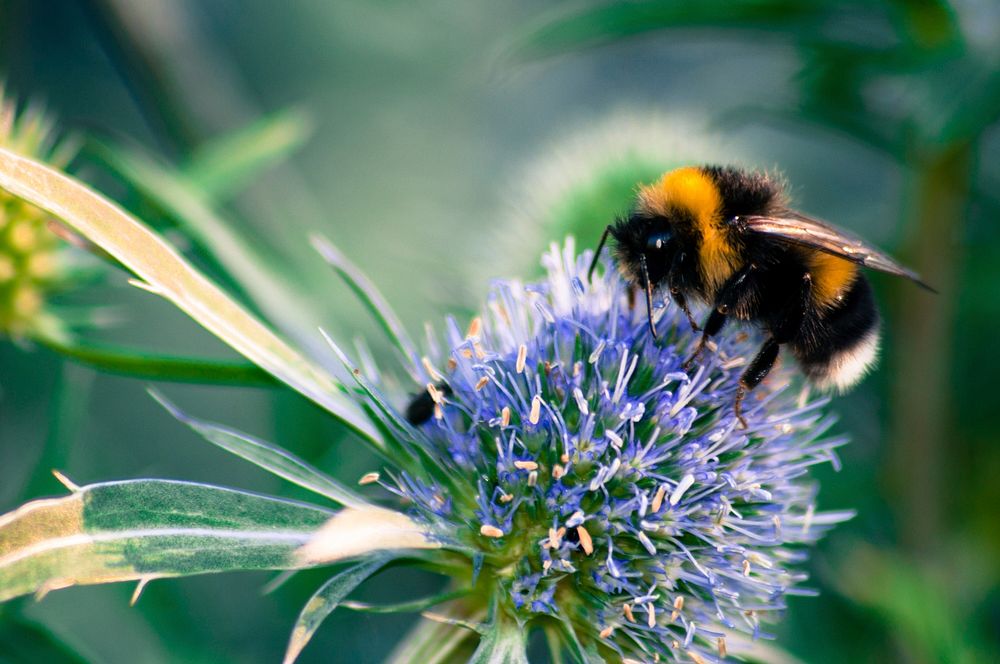 Bee, pollination. Free public domain CC0 image.