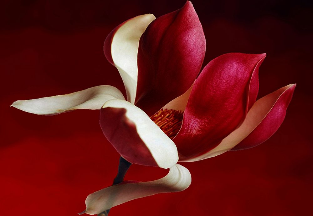 Red magnolia macro shot. Free public domain CC0 image.