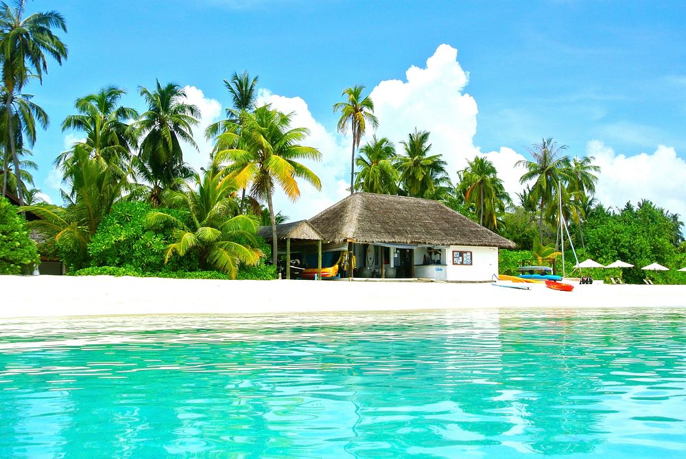 Maldives coconut tree resort view. Free public domain CC0 photo.