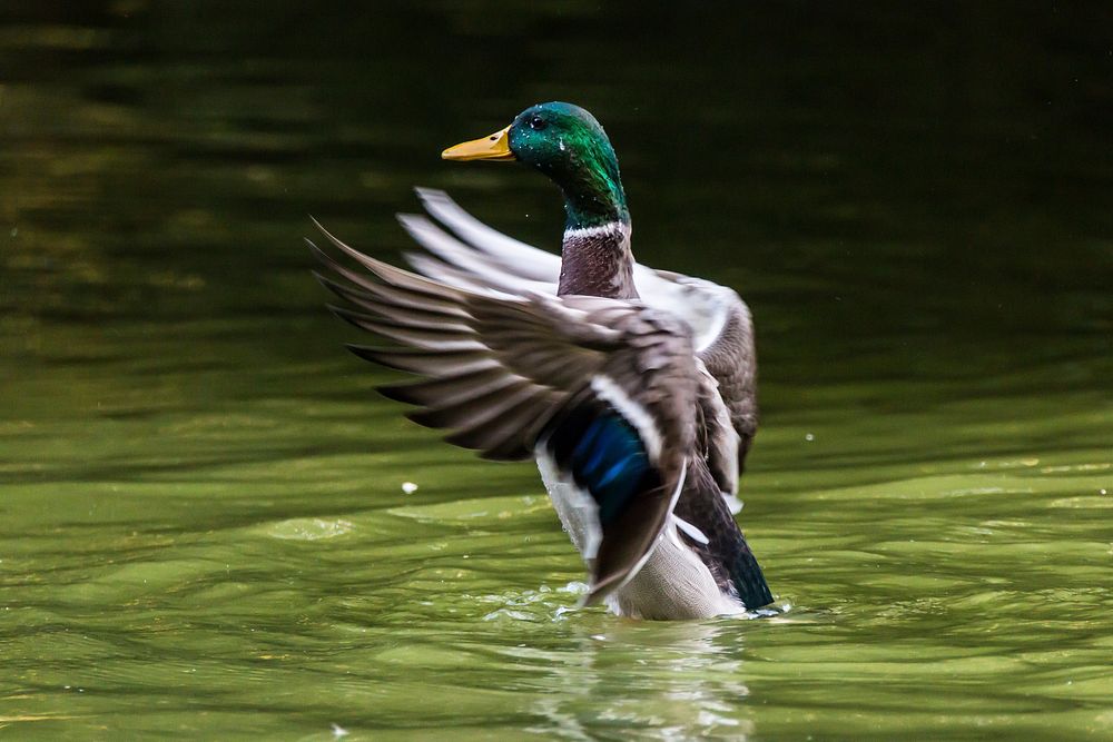 Green mallard duck close up. Free public domain CC0 photo.