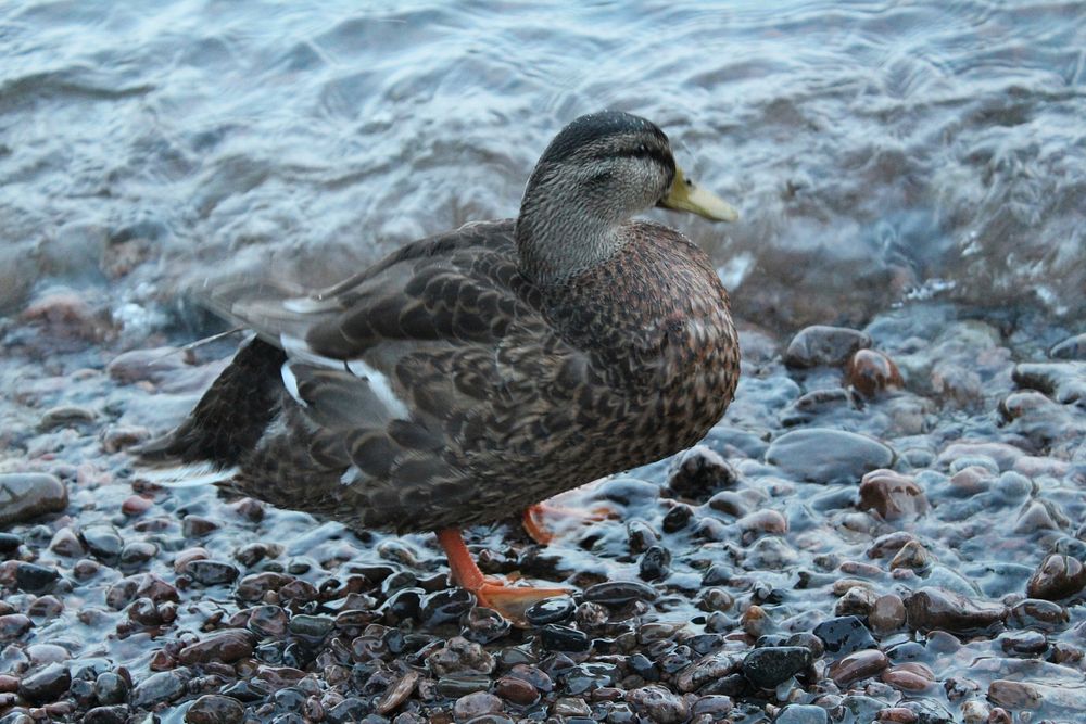 Mallard duck walking on pebbles. Free public domain CC0 image.