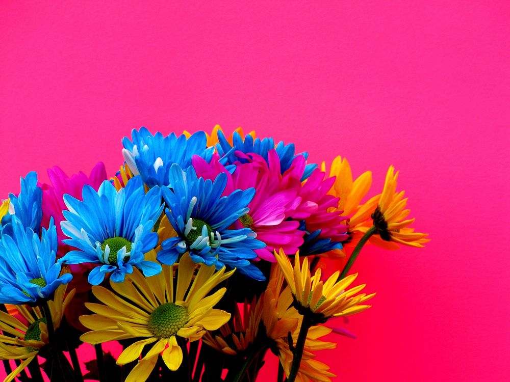 Colorful daisies, pink background. Free public domain CC0 photo.