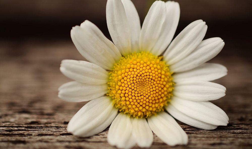 White daisy background. Free public domain CC0 image.