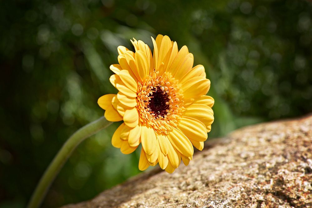 Yellow daisy background. Free public domain CC0 photo.