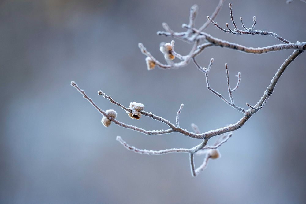 Close up of leafless tree branches in snow with blur background