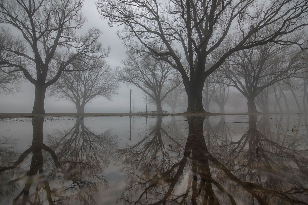 Large trees with their reflections on the water on a foggy day