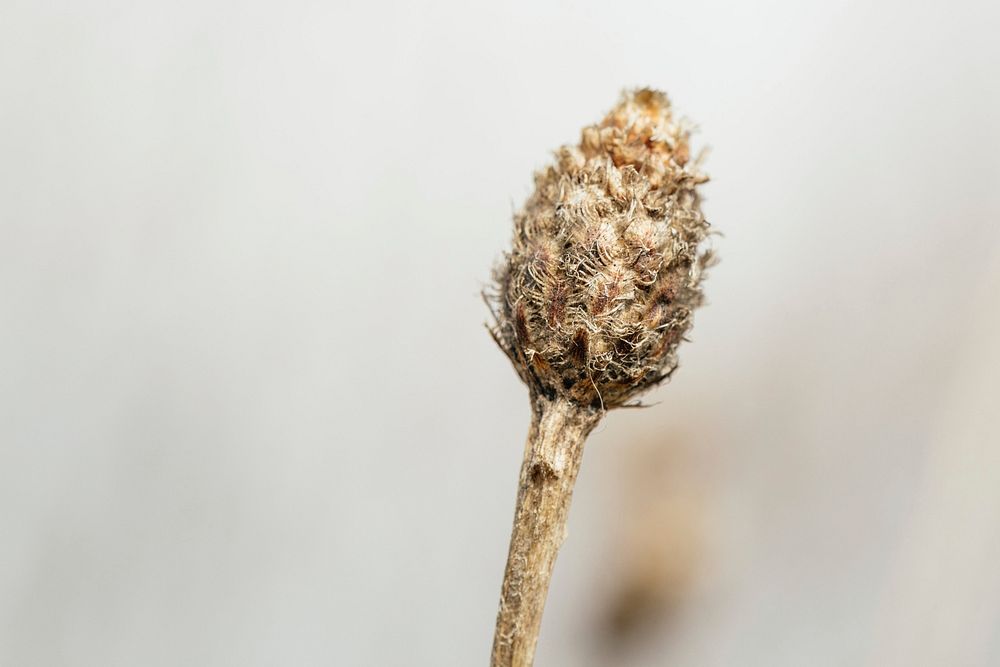 Close up of a dried up gray and beige wild flower