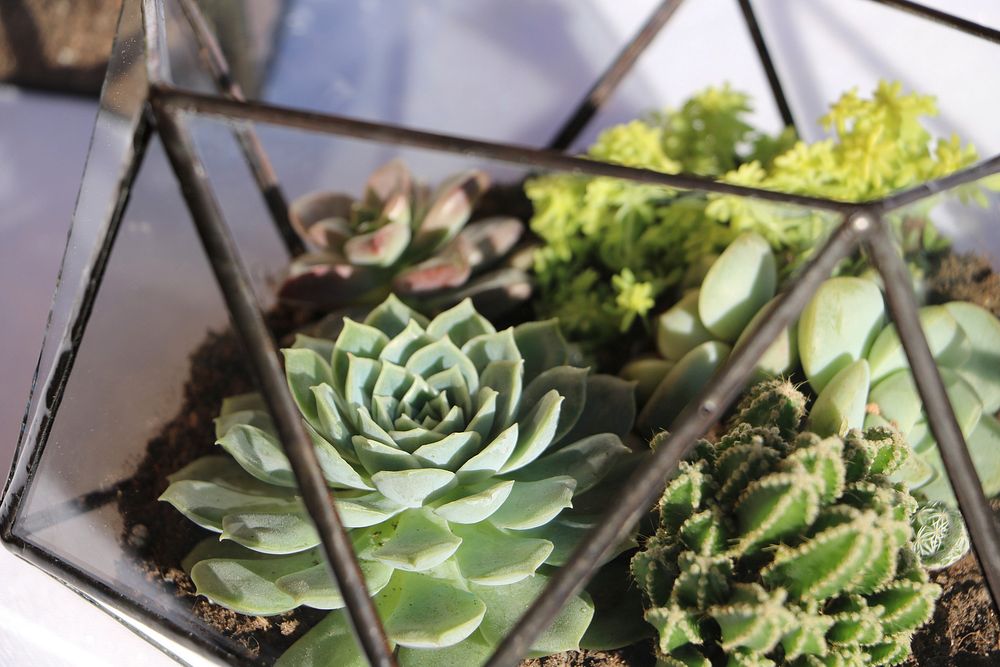 Succulent background. Free public domain CC0 photo.