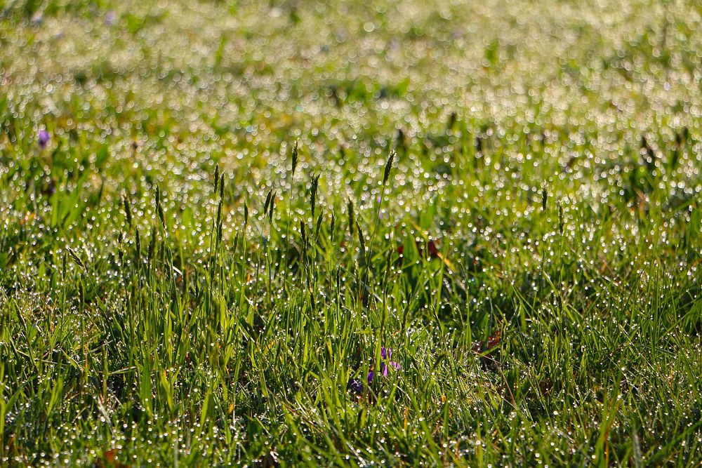 Grass field. Free public domain CC0 image.