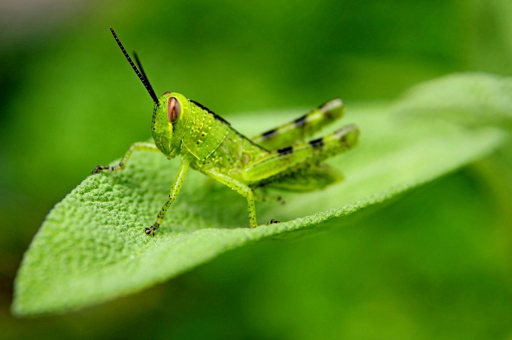Grasshopper. Free public domain CC0 image.