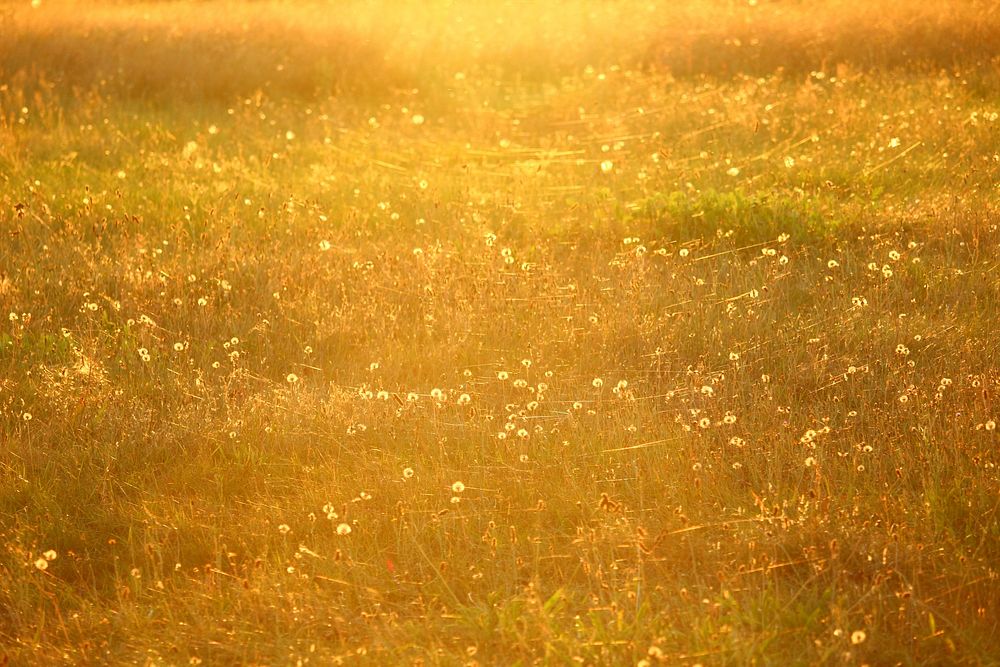 Dandelion and sunlight background. Free public domain CC0 photo.
