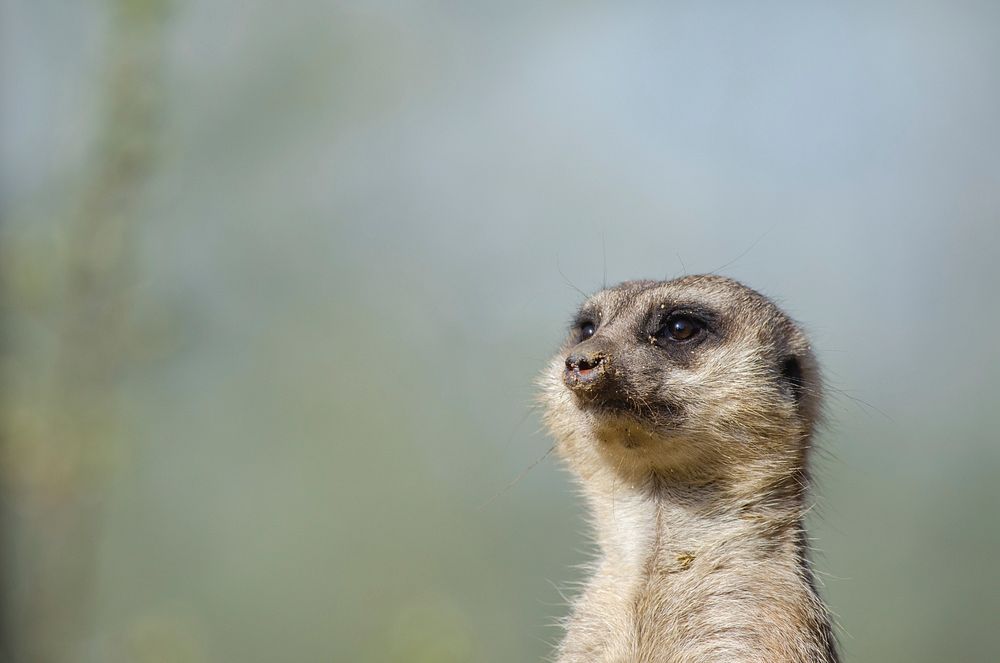 Cute meerkat, animal background. Free public domain CC0 photo.