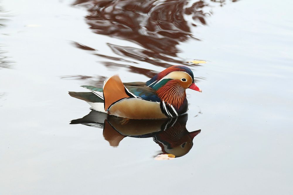 Mandarin duck floating on water. Free public domain CC0 photo.