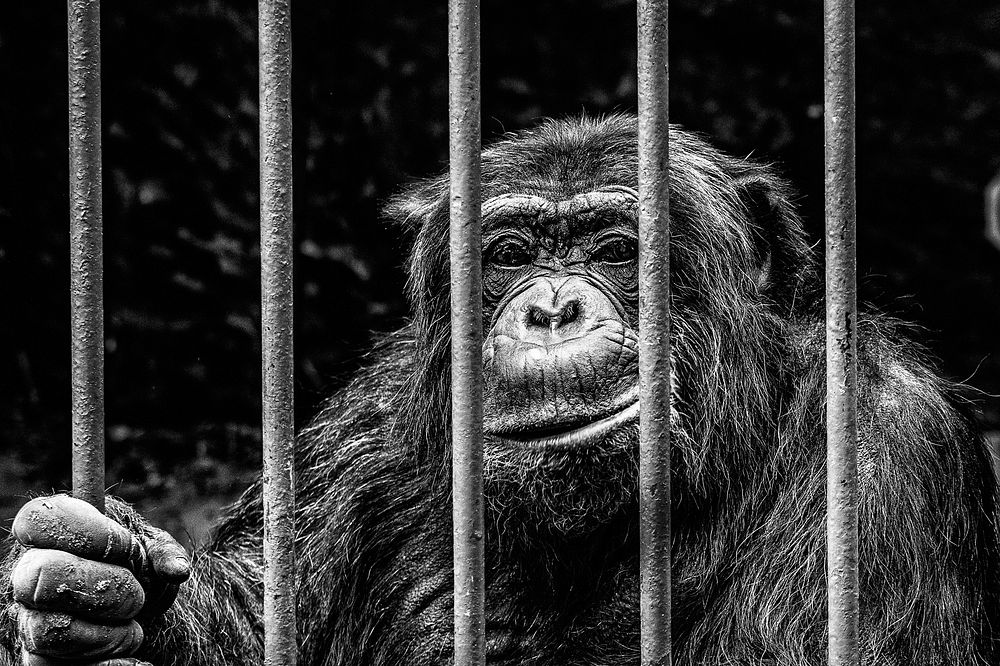 Chimpanzee photo. Free public domain CC0 image.