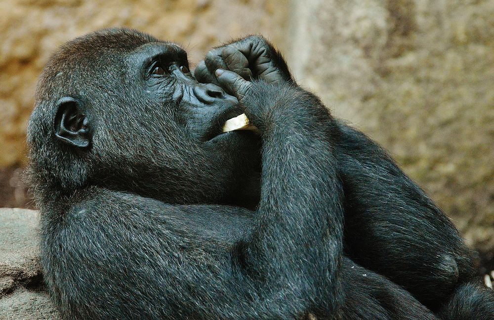 Gorilla. Free public domain CC0 image.