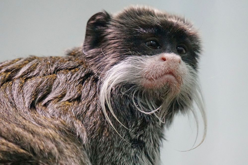 Callitrichidae monkey. Free public domain CC0 image.