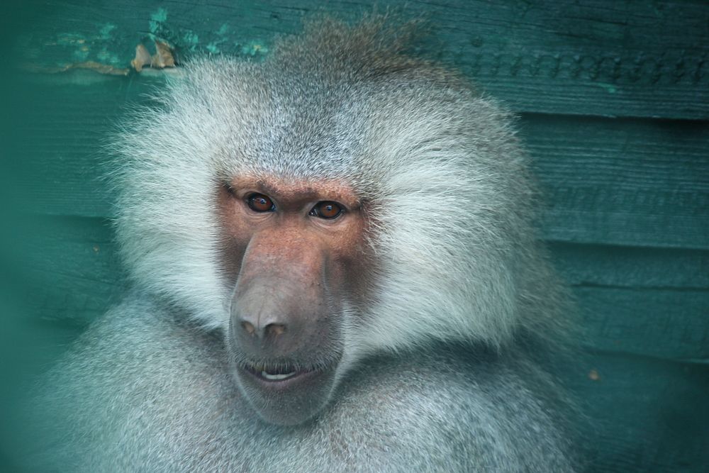 Baboon monkey. Free public domain CC0 image.